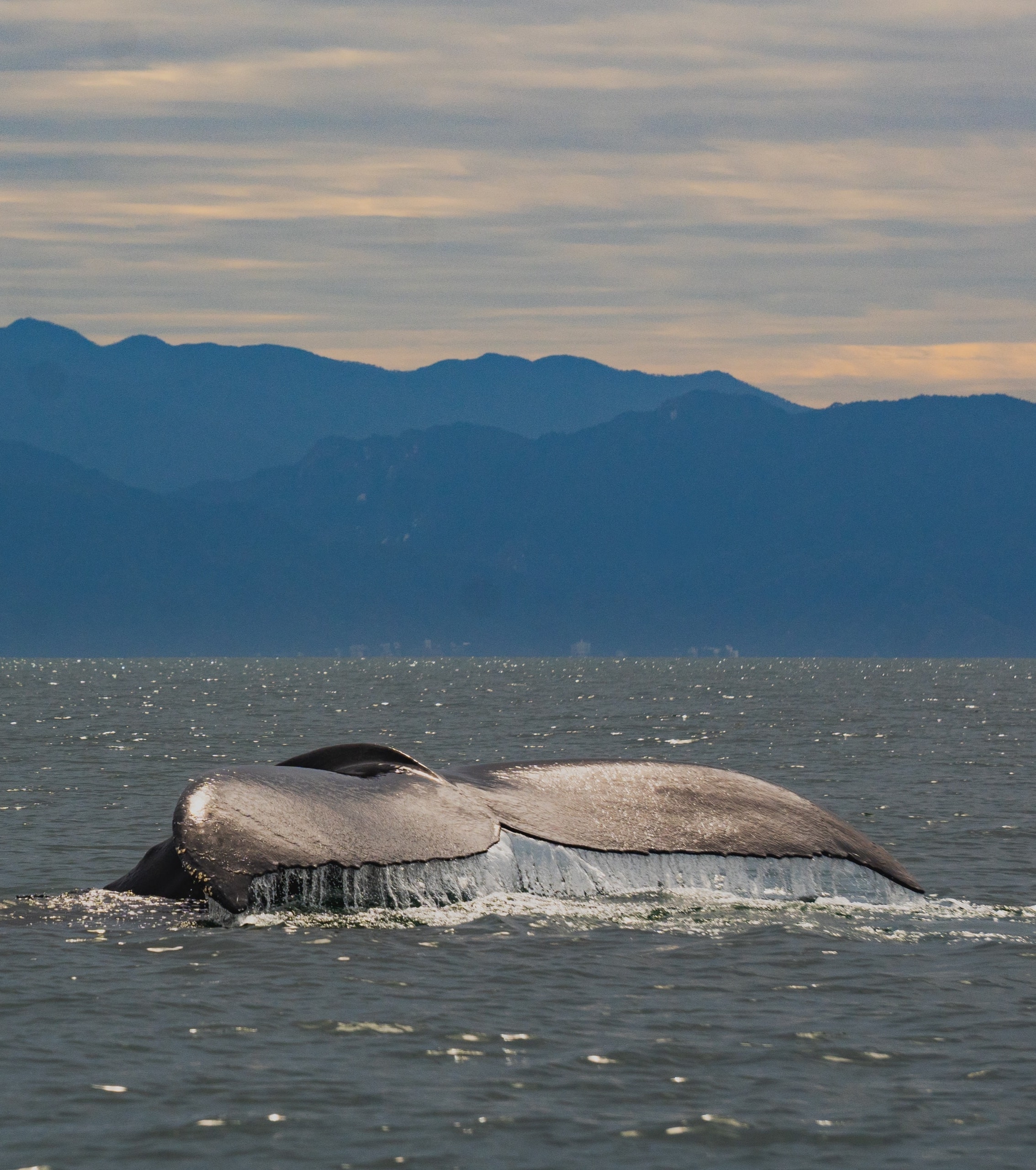 Cola de ballena emergiendo del océano