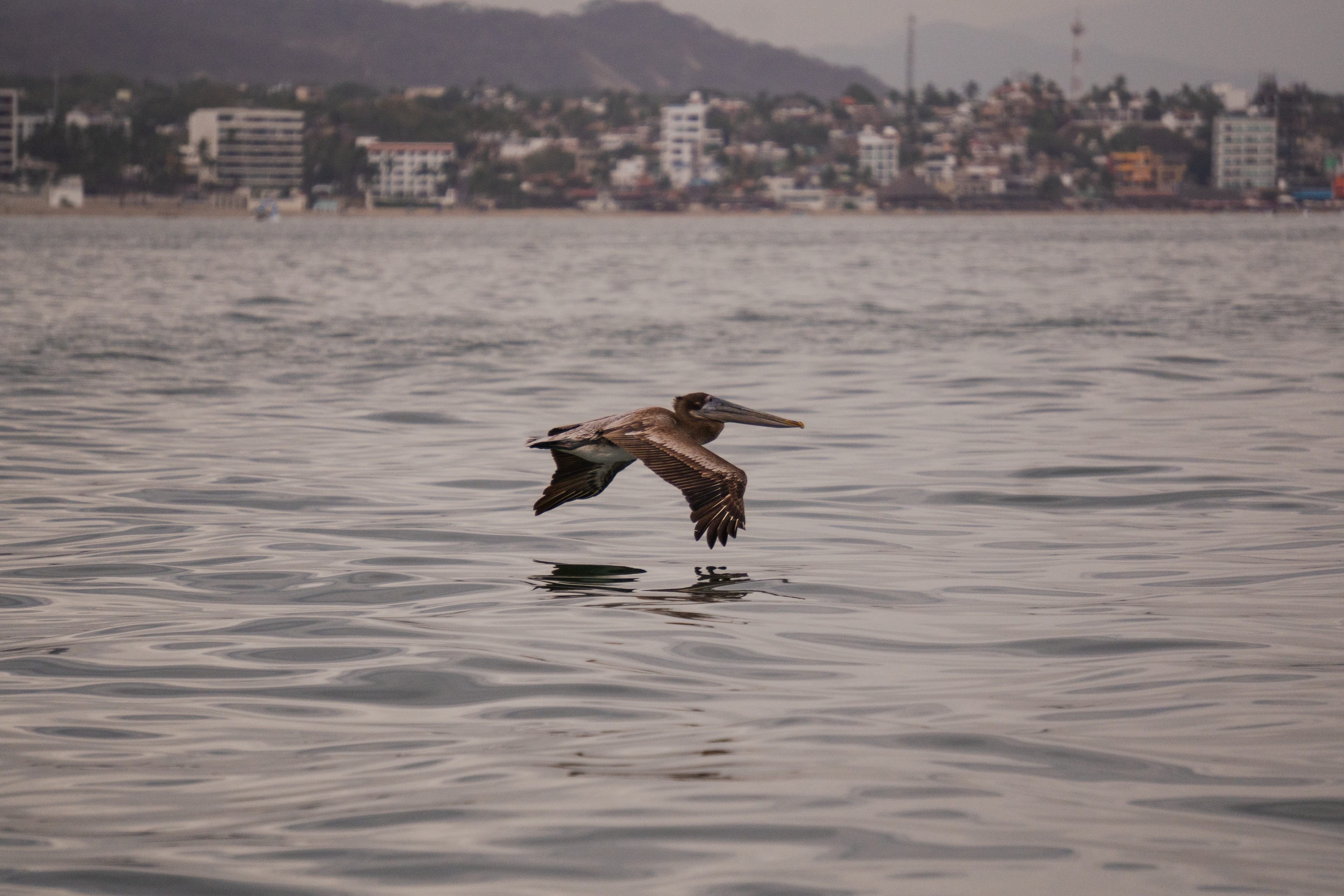 Pelícano volando sobre la bahía